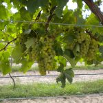 Blanc grapes on vine fencing image