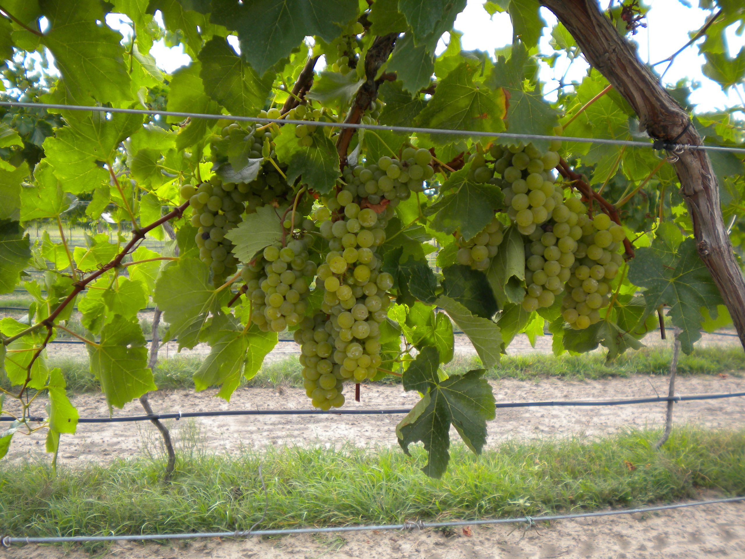 Blanc grapes on vine fencing image